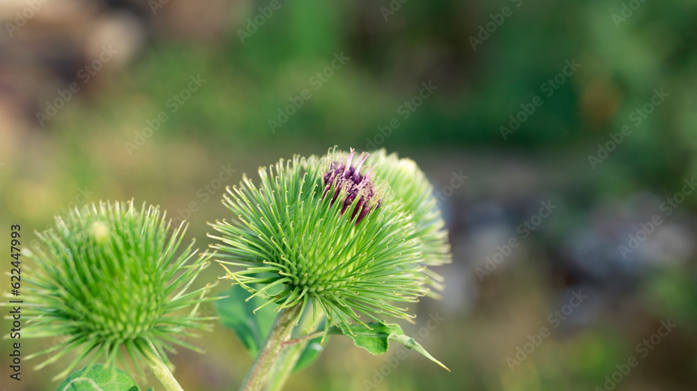 Green burdock. Green burdock close-up Green burdock. Green burdock close-up