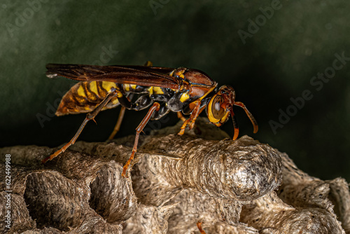 Variegated Paper Wasp photo