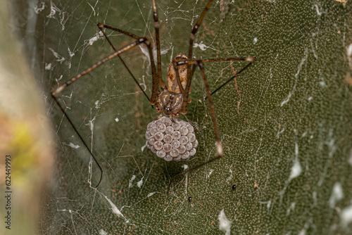 Adult Female Short-bodied Cellar Spider photo