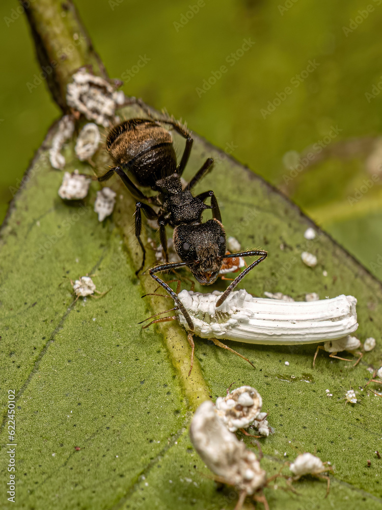 Adult Female Carpenter Ant interacting with an Ensign Scale Insect ...
