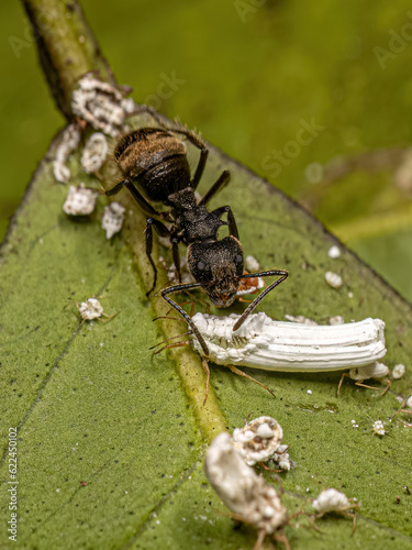 Adult Female Carpenter Ant interacting with an Ensign Scale Insect photo