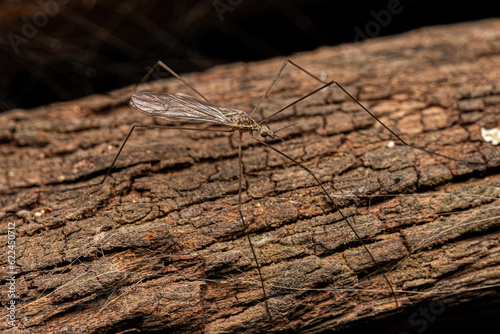 Adult Limoniid Crane Fly photo