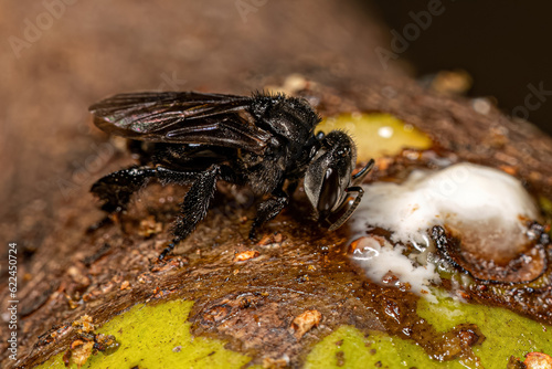 Adult Stingless Bee