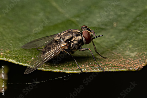 Adult House Fly