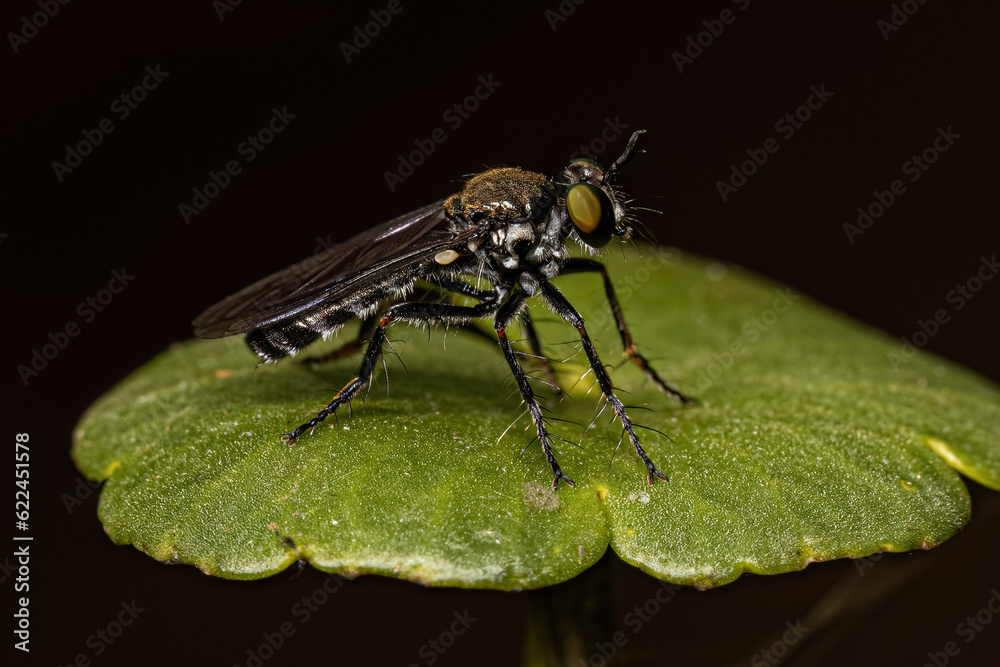 Adult Robber Fly Adult Robber Fly