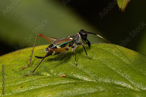 Small True Cricket