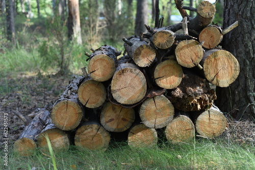 Sawn tree trunks are neatly stacked near the pine tree. Spikes are visible.