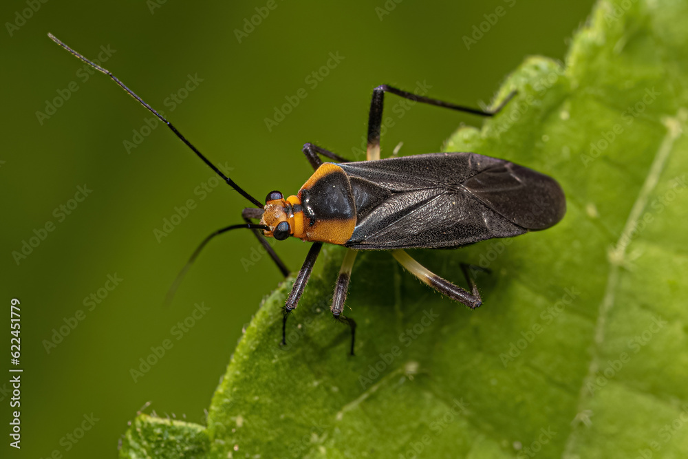 Adult Plant Bug Adult Plant Bug