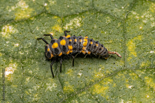 Spotless Lady Beetle Larva © ViniSouza128