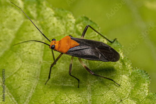 Adult Plant Bug