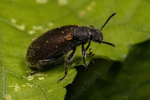 Adult Long-jointed Beetle © ViniSouza128
