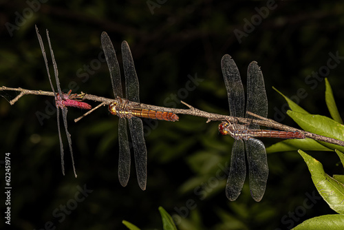 Tropical King Skimmers Dragonflies photo