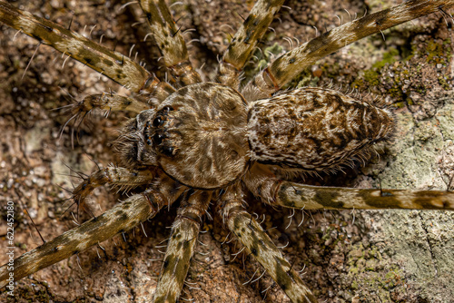 Small Trechaleid Spider photo