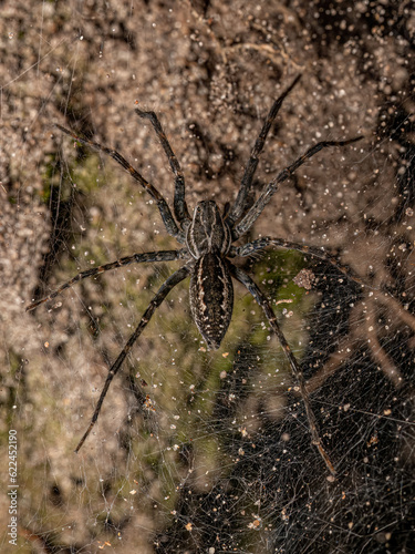 Small Wolf Spider