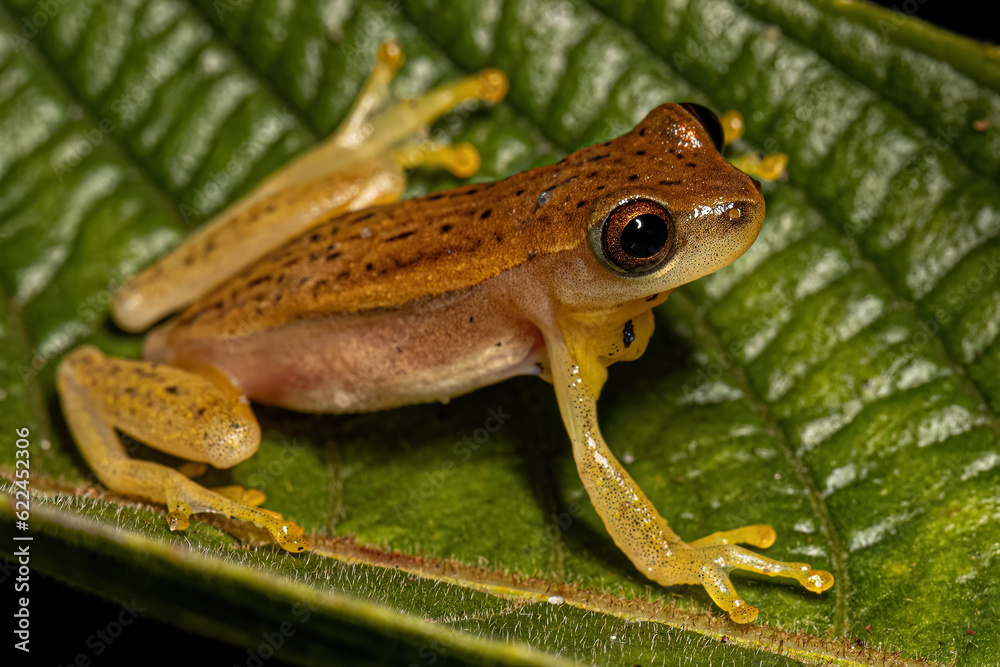 Obraz premium Small Yellow Tree Frog