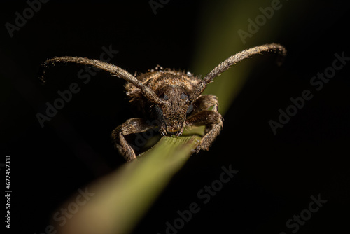 Adult Longhorn Beetle