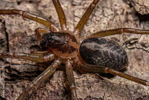 Small Corinnoid Spider