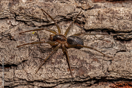 Small Corinnoid Spider photo