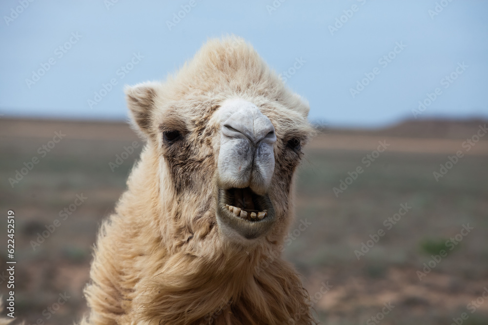 Camel in wild nature in desert. Closeup head photo. Mangystau, Kazakhstan.