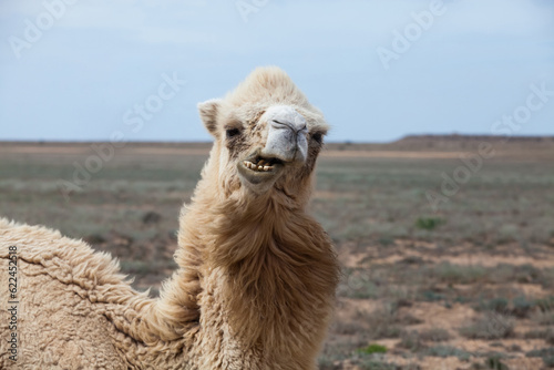 Bactrian camel in wild nature in desert. Kazakhstan.