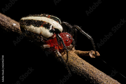 Fotografi Adult Typical Orbweaver Spider