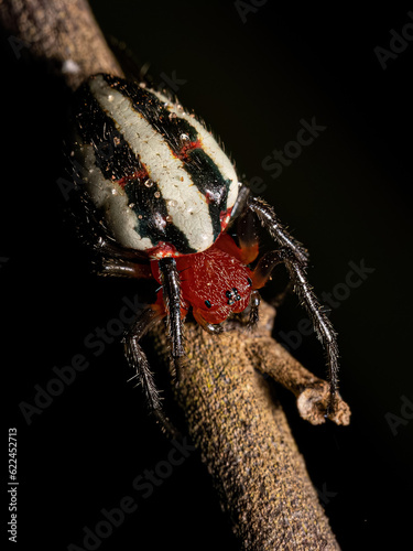 Adult Typical Orbweaver Spider photo