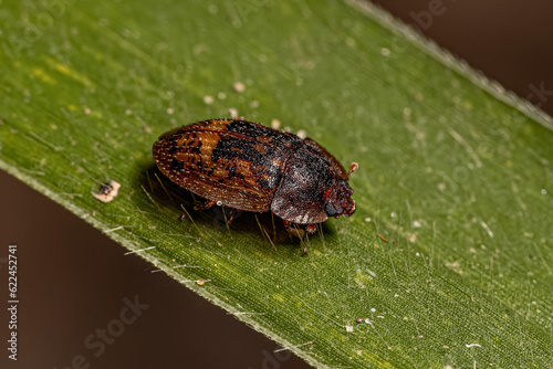 Adult Sap-feeding Beetle photo