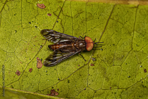 Adult Horse Fly Insect