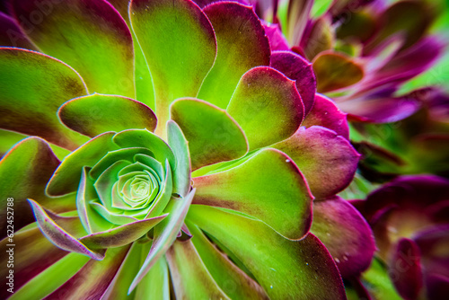 close up of plant
