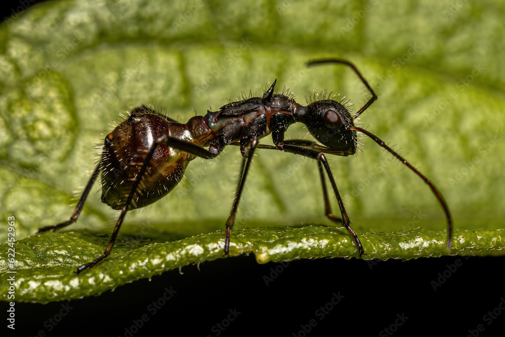 Broad-headed Bug Nymph