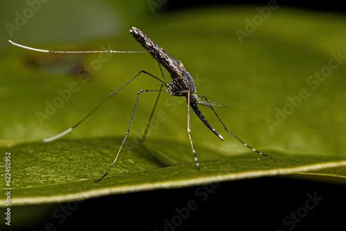Adult Malaria Mosquito