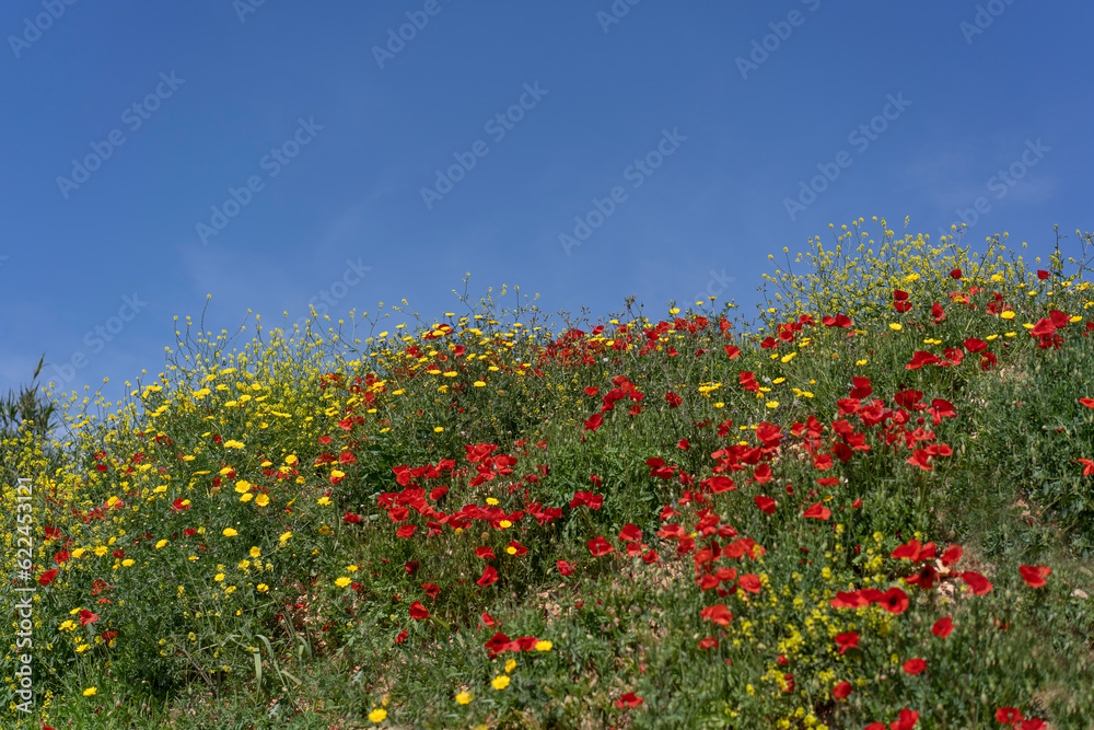 Red poppies and yellow wild flowers against a bright blue sky on the coast of the Atlantic Ocean in Portugal