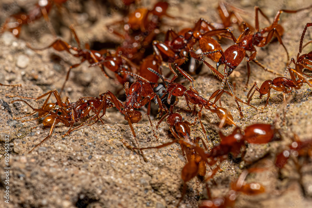 Adult Female Neivamyrmex Army Ants Adult Female Neivamyrmex Army Ants