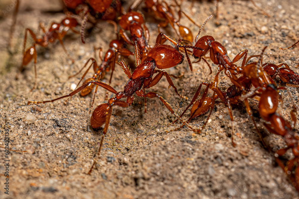 Adult Female Neivamyrmex Army Ants