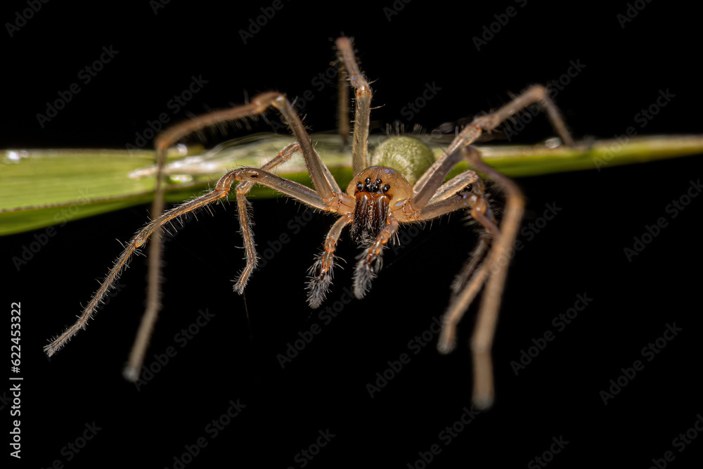 Naklejka premium Adult Male Long legged Sac Spider