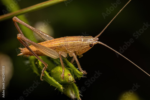 Common Conehead Nymph
