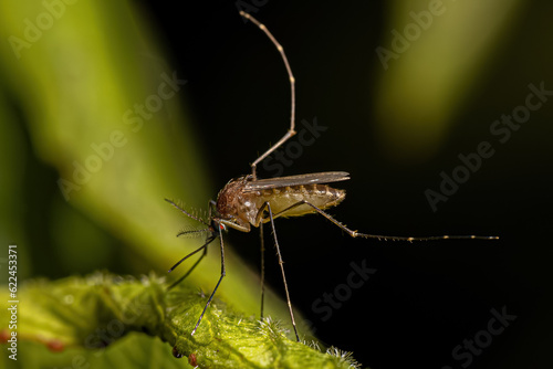Adult Female Culicine Mosquito Insect photo