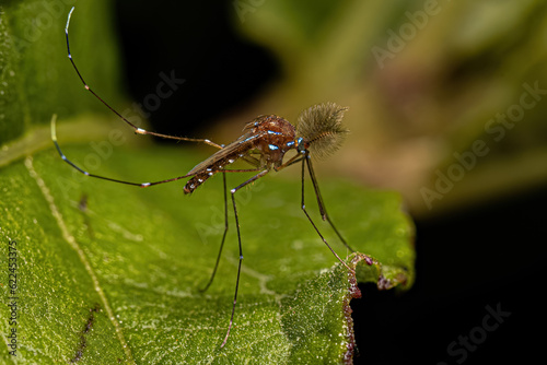 Adult Male Culicine Mosquito Insect photo