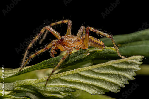 Adult Male Ghost Spider