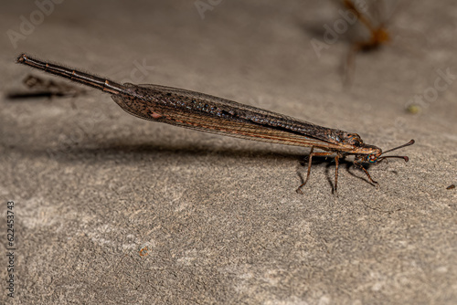 Adult Long tailed Antlion