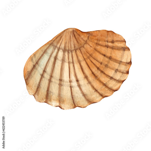 Watercolor hand drawn sea shell isolated on white background. Marine underwater design element. Summer sea clipart.