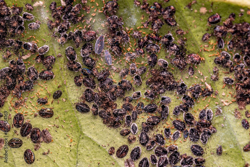 Citrus Black Fly Insects photo