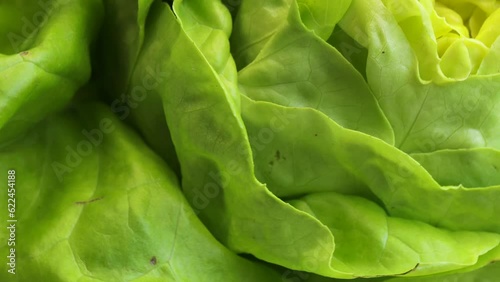 fresh green lettuce leaves, rotation in circle. polska salad maslova Turning. selective focus. green background, Green leaves romaine lettuce photo