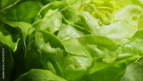 green lettuce leaves , rotation in circle. polska salad maslova Turning. selective focus. green background ,Green leaves romaine lettuce photo