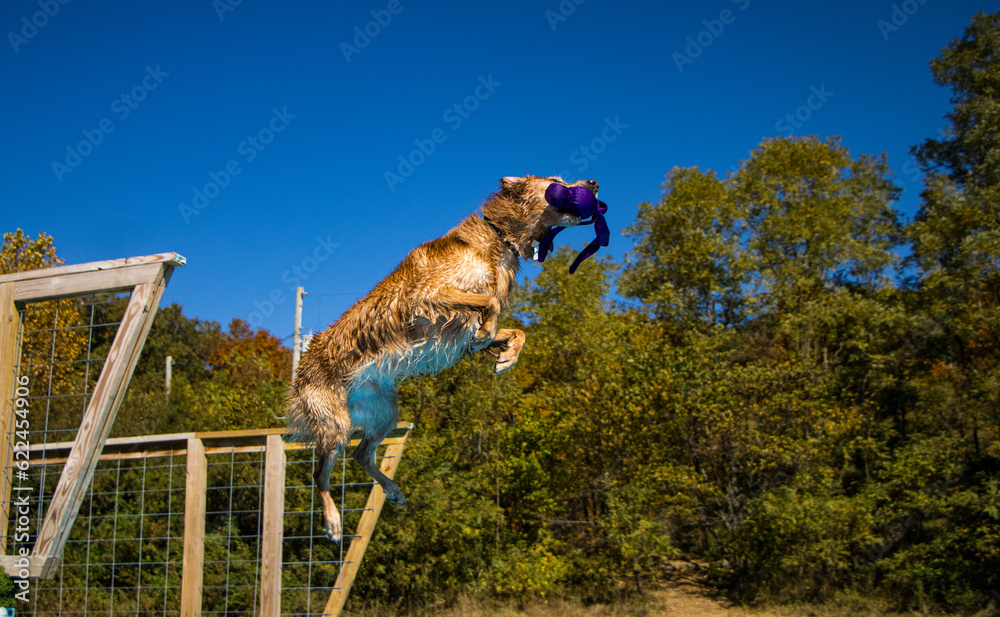 Golden retriever jumping and grabbing a toy while dock diving into a