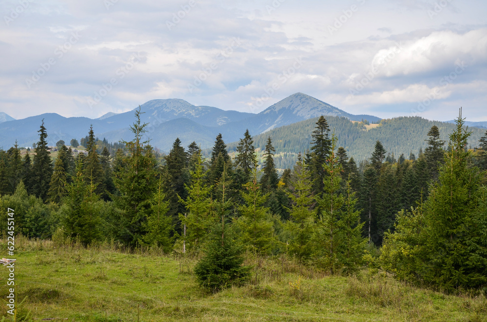 Beautiful green mountain forest and peaks of Khomyak and Synyak mountains on background. Carpathians, Ukraine