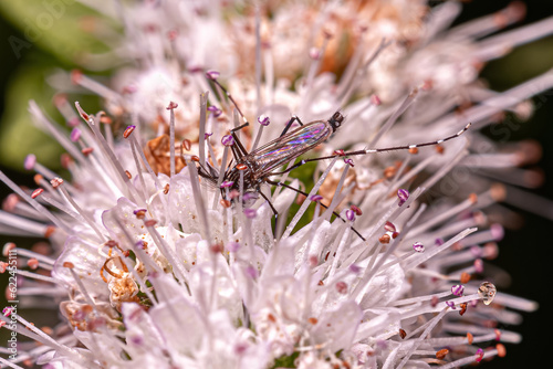 Adult Male Yellow Fever Mosquito photo