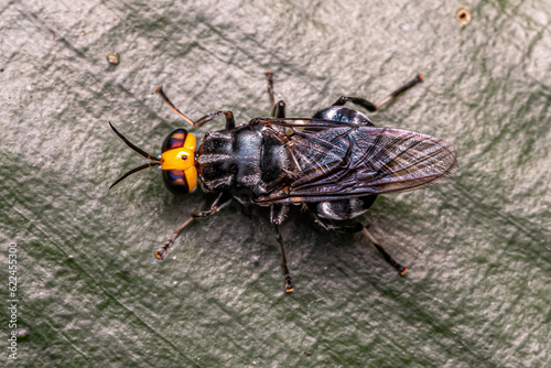 Adult Soldier Fly photo