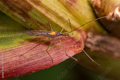 Adult Assassin Bug photo