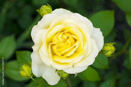 White fresh beautiful rose, close-up image